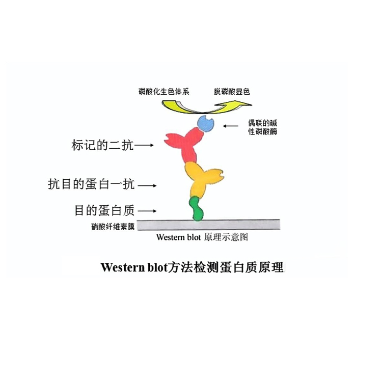 wb實驗原理