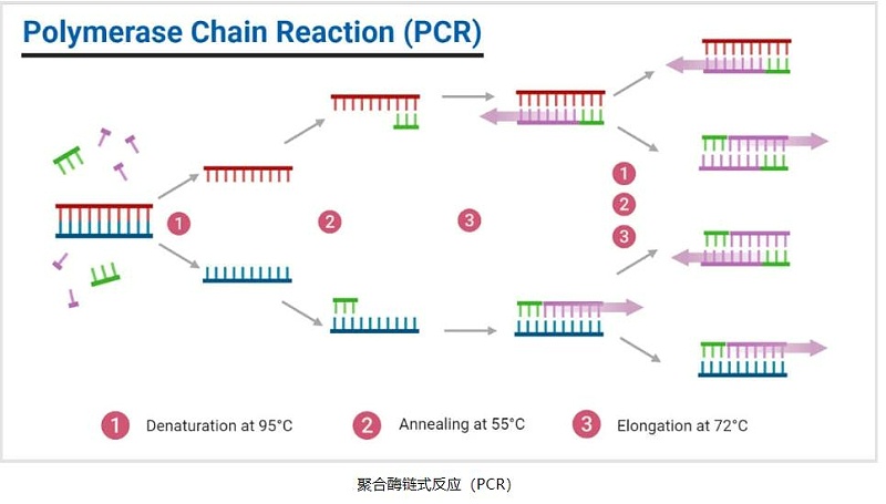 PCR儀