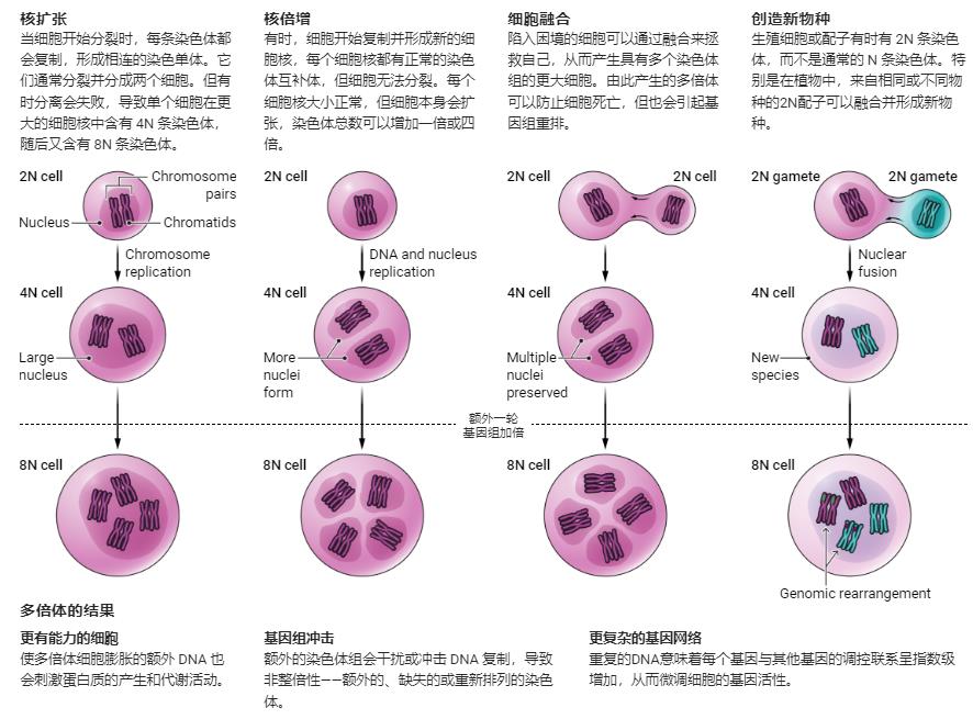 細胞STR鑒定