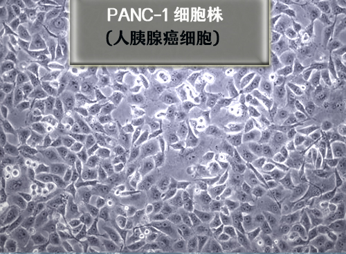 人胰腺癌細(xì)胞PANc-1