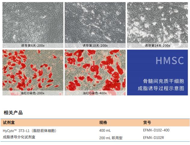 成脂干細(xì)胞分化