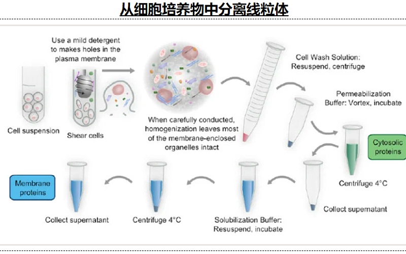 細(xì)胞中分離線粒體