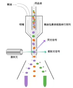 流式細(xì)胞分選原理