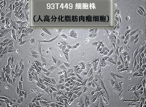 93<i style='color:red'>t4</i>49細(xì)胞-人高分化脂肪肉瘤細(xì)胞?