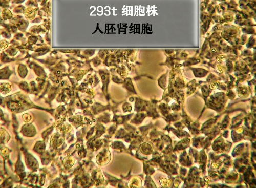 293T細(xì)胞