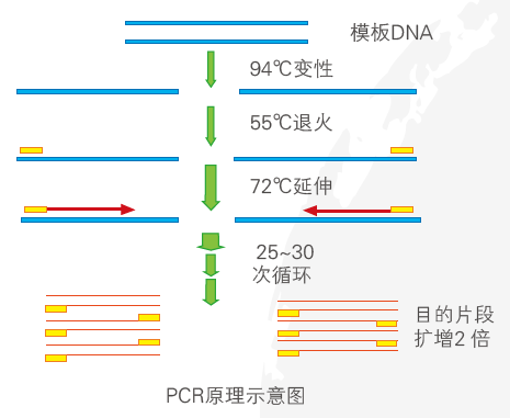PCR原理